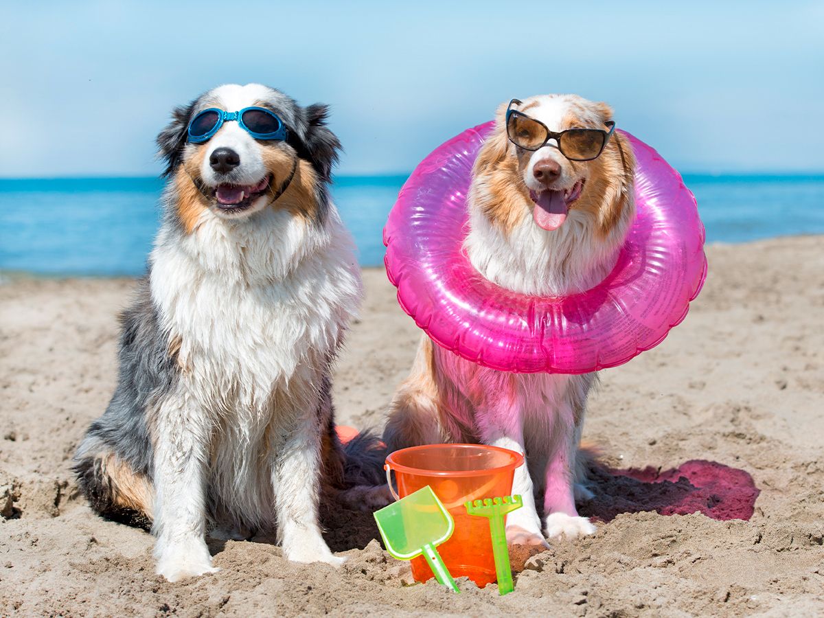 Case per vacanza a Rimini e Riccione che accettano animali